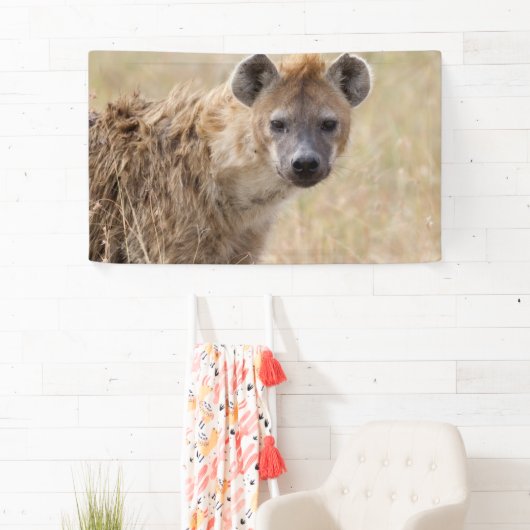 Hyena Spandoek (Insitu)