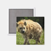 Hyena Square Magnet (Voorkant / Achterkant)
