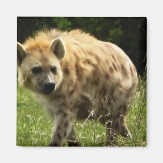 Hyena Square Magnet (Voorkant)