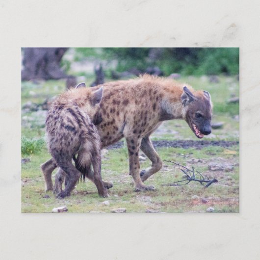 Hyena Wildlife of Africa Briefkaart (Voorkant)