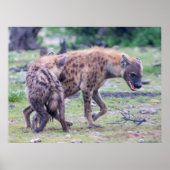 Hyena Wildlife of Africa Poster (Voorkant)