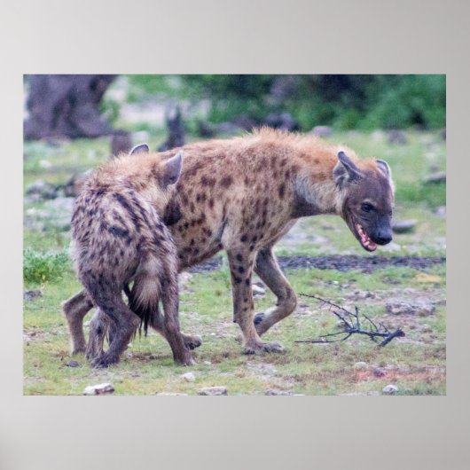 Hyena Wildlife of Africa Poster (Voorkant)