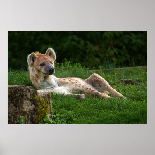 Hyena's Bliss Vastleggen van de glimlach van de Na Poster (Voorkant)
