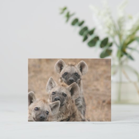 Hyenas Briefkaart (Staand voorkant)