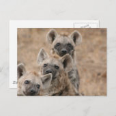 Hyenas Briefkaart (Voorkant / Achterkant)