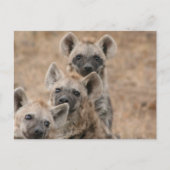 Hyenas Briefkaart (Voorkant)