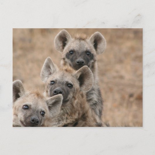Hyenas Briefkaart (Voorkant)