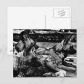 Hyenas Briefkaart (Voorkant / Achterkant)