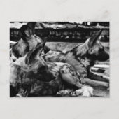 Hyenas Briefkaart (Voorkant)