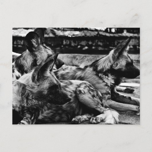 Hyenas Briefkaart (Voorkant)