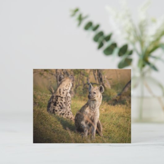 Hyenas Briefkaart (Staand voorkant)