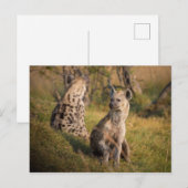 Hyenas Briefkaart (Voorkant / Achterkant)