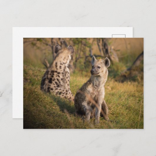 Hyenas Briefkaart (Voorkant / Achterkant)