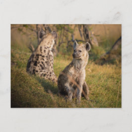 Hyenas Briefkaart