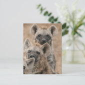 Hyenas Briefkaart (Staand voorkant)
