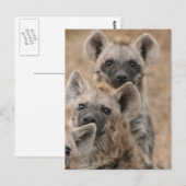 Hyenas Briefkaart (Voorkant / Achterkant)
