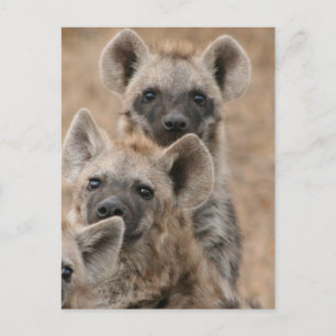 Hyenas Briefkaart