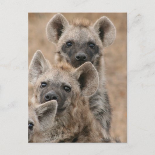 Hyenas Briefkaart (Voorkant)