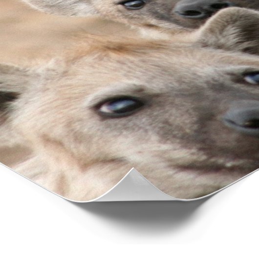 Hyenas Poster afdrukken (Hoek)
