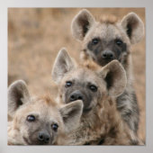 Hyenas Poster afdrukken (Voorkant)