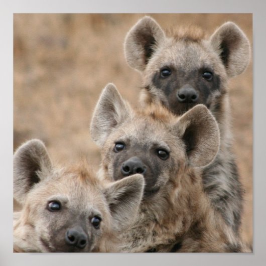 Hyenas Poster afdrukken (Voorkant)