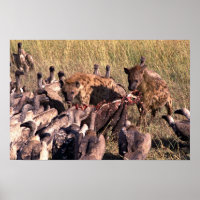 Hyena's prooi met gieren