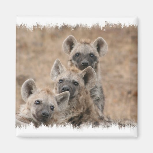 Hyenas vierkante magneet (Voorkant)
