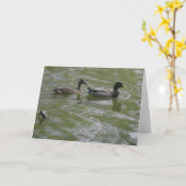 "Hyland May Day Mallards #3" Hartelijk dank! Kaart (Gele Bloem)