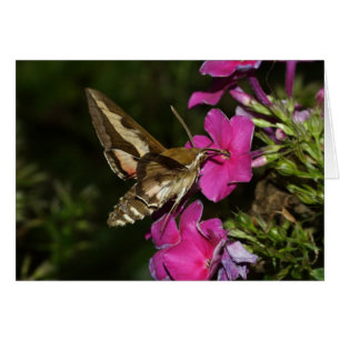 Hyles gallii