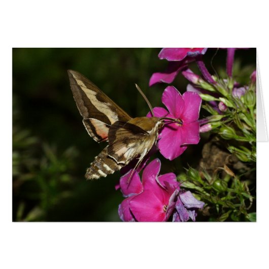 Hyles gallii (Voorkant Horizontaal)