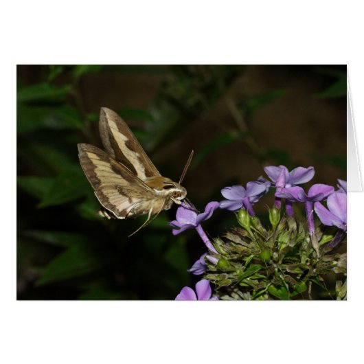 Hyles gallii (Voorkant Horizontaal)