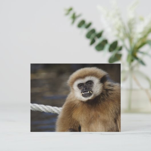 HYlobates Briefkaart (Staand voorkant)