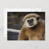HYlobates Briefkaart (Voorkant / Achterkant)