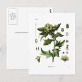 Hyoscyamus niger (Black Henbane) Briefkaart (Voorkant / Achterkant)