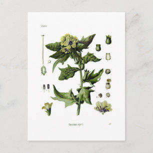 Hyoscyamus niger (Black Henbane) Briefkaart