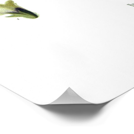 Hyoscyamus niger (Black Henbane) Poster (Hoek)