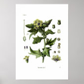 Hyoscyamus niger (Black Henbane) Poster (Voorkant)