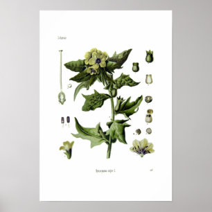 Hyoscyamus niger (Black Henbane) Poster