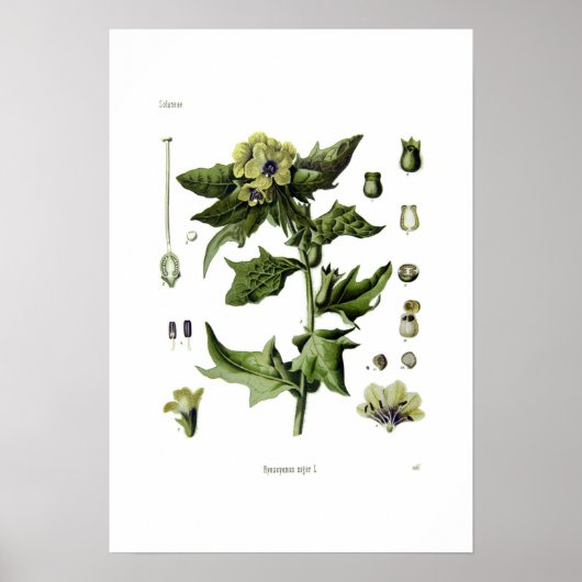 Hyoscyamus niger (Black Henbane) Poster (Voorkant)