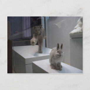 Hyper Lynx draait (a)doorsnee Briefkaart