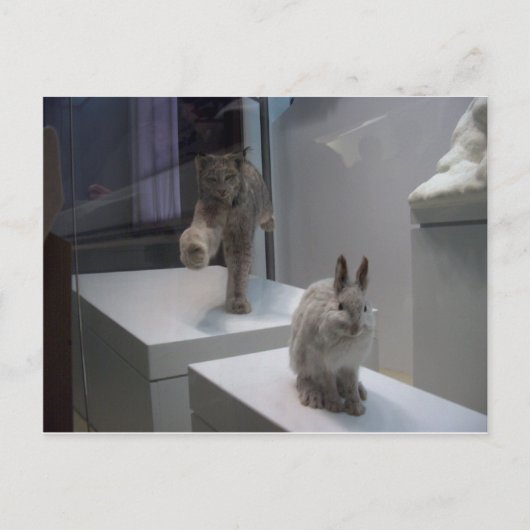 Hyper Lynx draait (a)doorsnee Briefkaart (Voorkant)