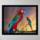 HYPER PAPEGAAIEN / RODE ARA POSTER (Voorkant)