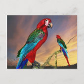 HYPER PARROTS/RODE ARA BRIEFKAART (Voorkant)
