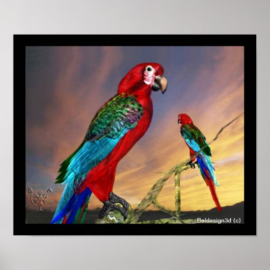 HYPER PARROTS/RODE ARA POSTER (Voorkant)