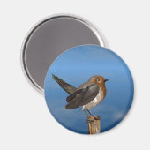 HYPER VOGELS/ROBINEBROOST MAGNEET (Voorkant / Achterkant)