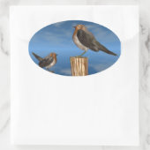 HYPER VOGELS/ROBINEBROOST OVALE STICKER (Tas)