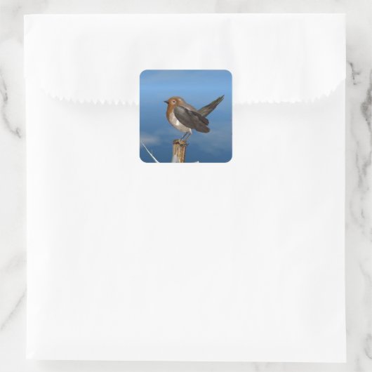 HYPER VOGELS/ROBINEBROOST VIERKANTE STICKER (Tas)