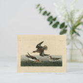 Hyperborese phalarope - Amerikaanse vogels van Aud Briefkaart (Staand voorkant)