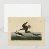 Hyperborese phalarope - Amerikaanse vogels van Aud Briefkaart (Voorkant / Achterkant)