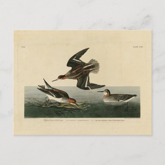 Hyperborese phalarope - Amerikaanse vogels van Aud Briefkaart (Voorkant)